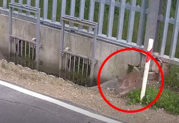 Z łatwością pokonał barierę na granicy. Pokazali nagranie