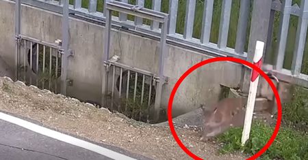 Z łatwością pokonał barierę na granicy. Pokazali nagranie