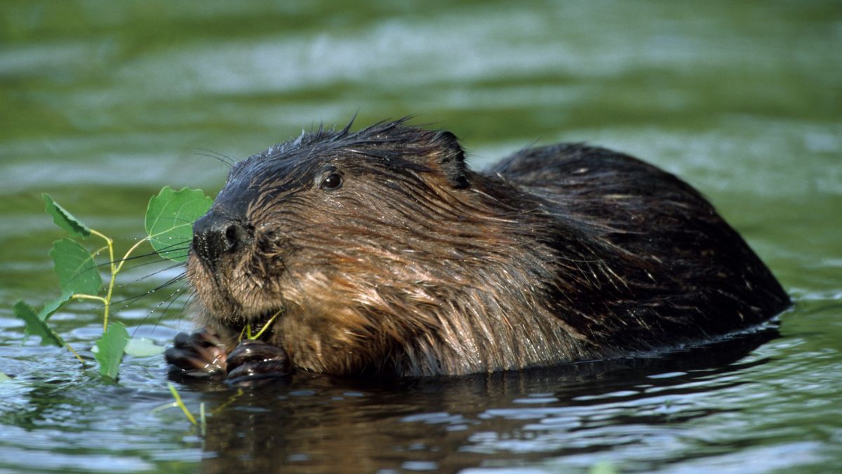 Bobry szykują się do zimy?