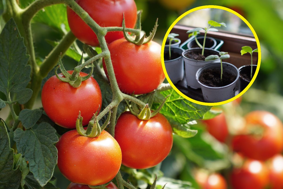 Najlepsze odmiany pomidorów. Są odporne na choroby
