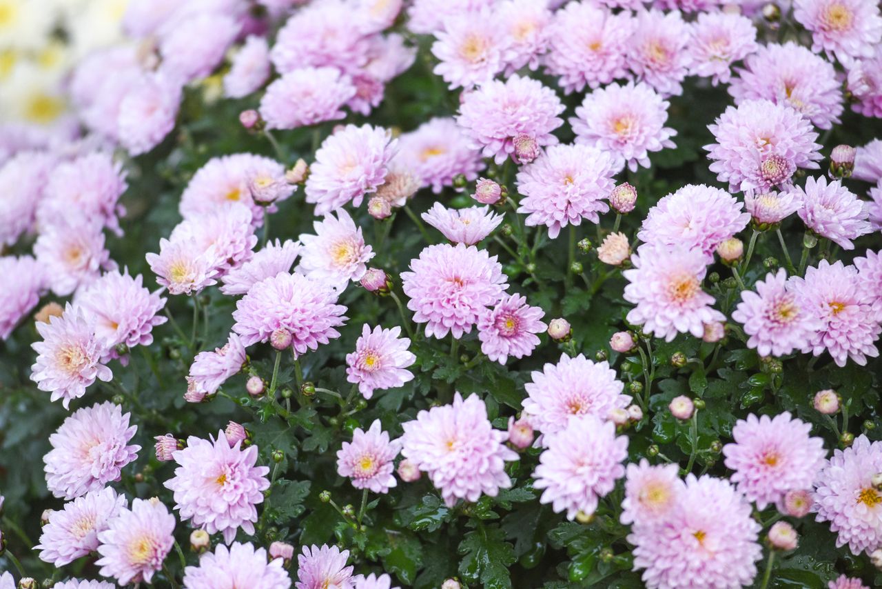 Chryzantemy. Najpiękniejsze jesienne dekoracje i modne ozdoby