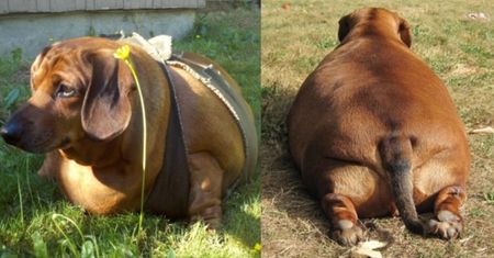 Najgrubszy pies świata waży 35 kilogramów!