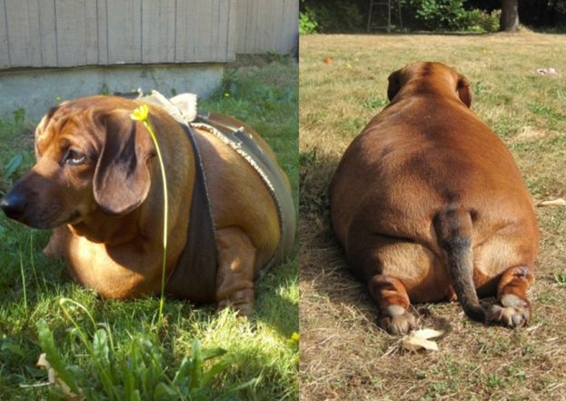 Najgrubszy pies świata waży 35 kilogramów!