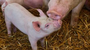 Hossa na rynku trzody. Niemiecka giełda ciągnie ceny w górę