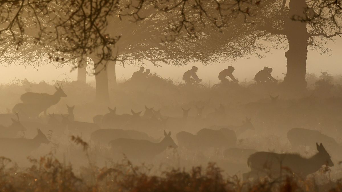 Wyścig jeleni z kolarzami. Fotograf uchwycił piękną chwilę 1
