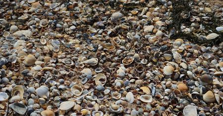Muszle małży masowo wyrzucane na polskie plaże. Co to oznacza?