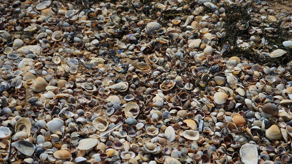 Muszle na plaży - zdjęcie ilustracyjne