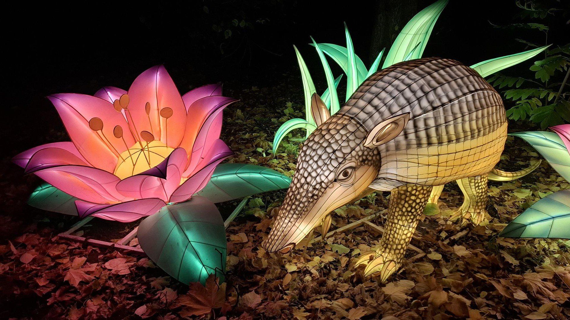 Dzika Ameryka w ZOO Wrocław - światło, które pomaga chronić naturę