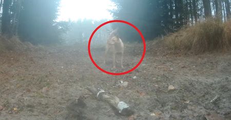 Pies w lesie musi być na smyczy? Leśnicy pokazali wideo
