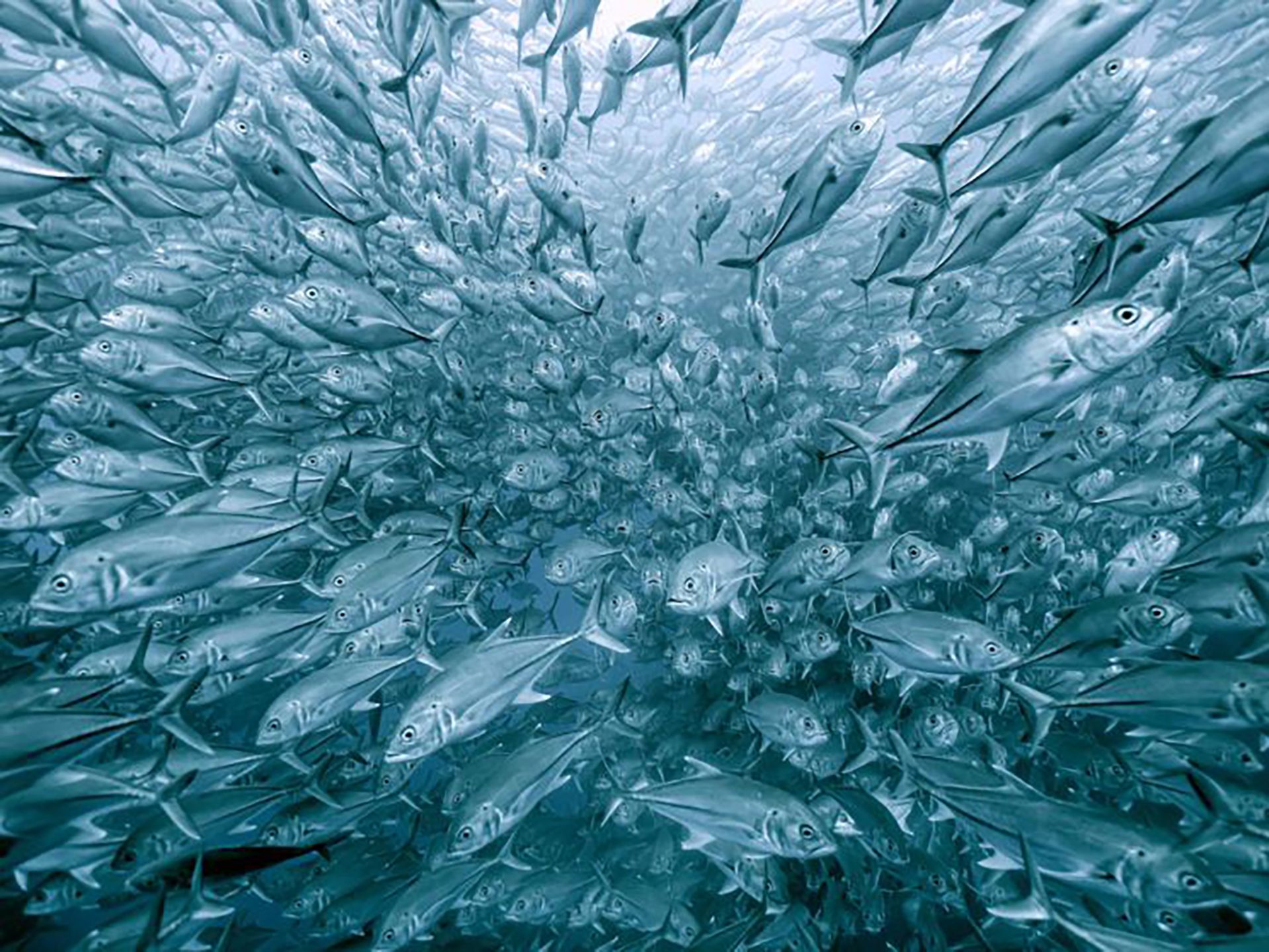 Najpiękniejsze zdjęcia przyrody w konkursie GDT Nature Photographer of the Year 8