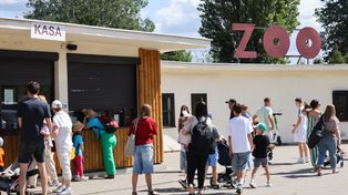 Setki interwencji w Warszawie przez silny wiatr. Zamknięto ZOO