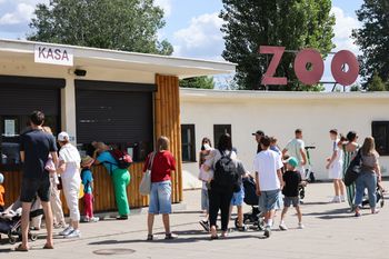 Setki interwencji w Warszawie przez silny wiatr. Zamknięto ZOO