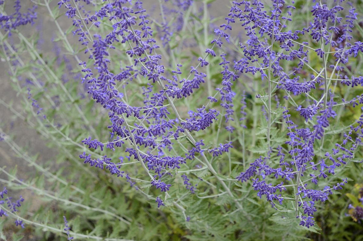 Russian sage strikingly resembles lavender.