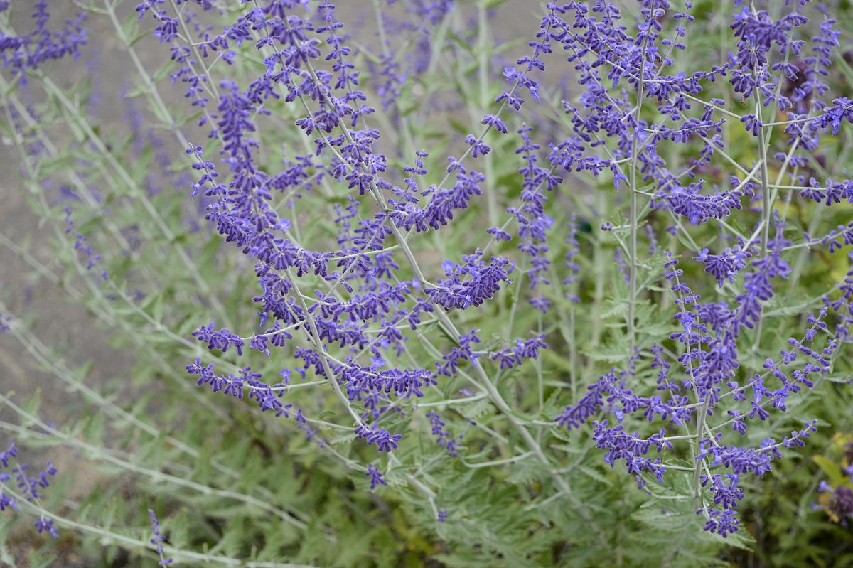 Russian sage strikingly resembles lavender