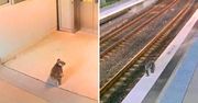 Koala przyłapana na stacji w Sydney. Nie dała się złapać strażnikom