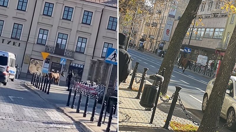 Galopujący koń po ulicach Lublina