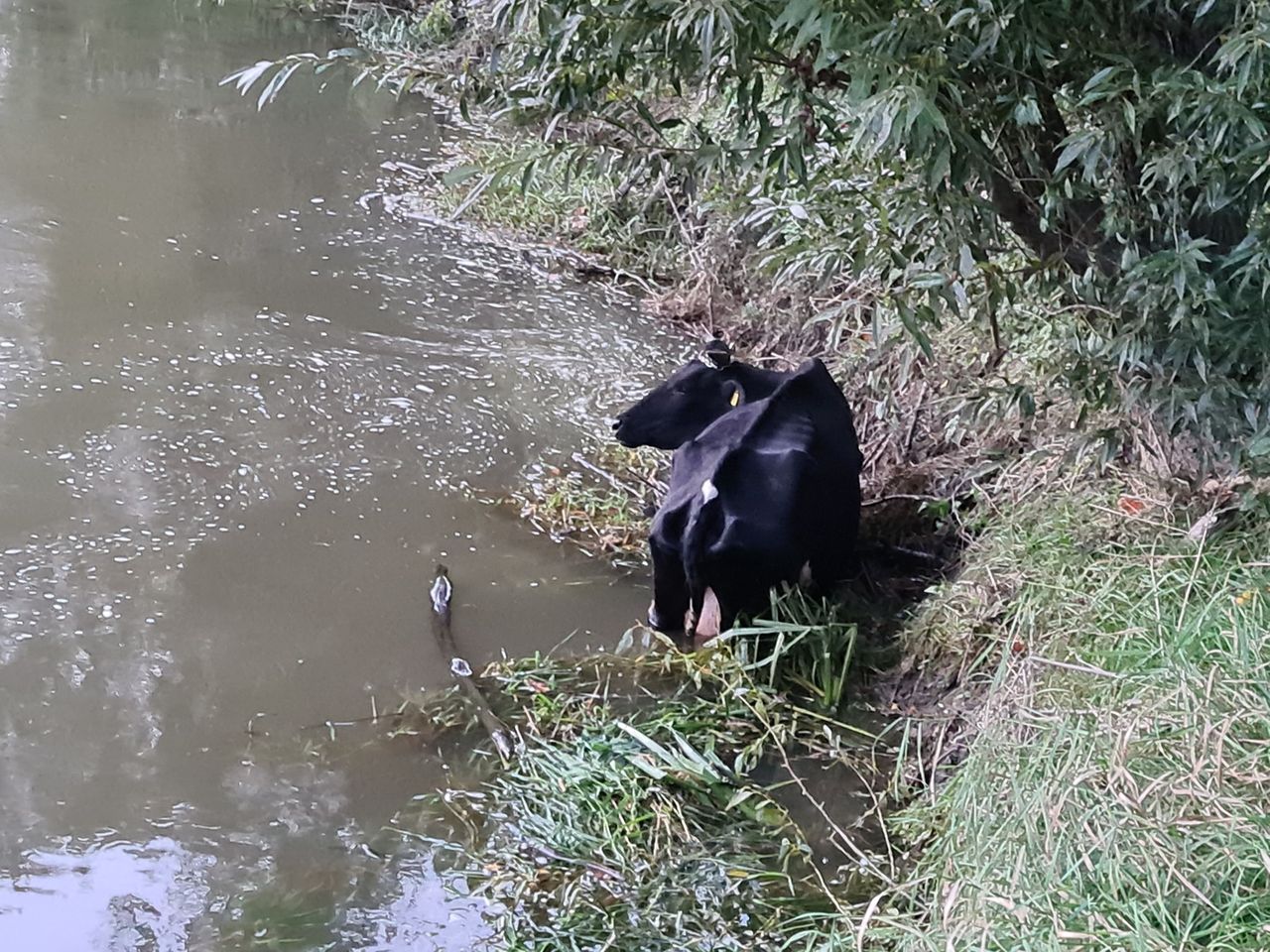 Wrocław. Krowa w Odrze. Zwierzę udało się uratować