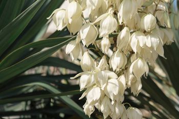 Wymieszaj trzy składniki i wlej pod jukę. Odwdzięczy się bujnym kwitnieniem