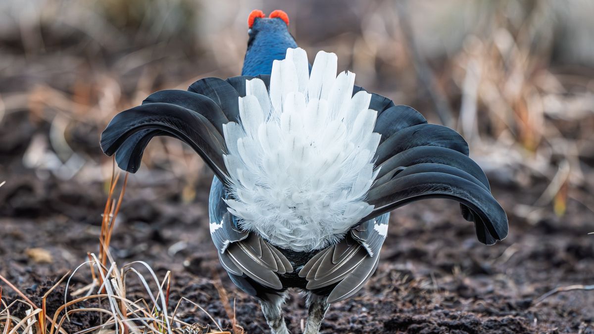 W Tatrach pozostało tylko 30-40 takich ptaków