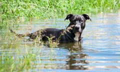 Zachodniopomorskie. Pies zaatakował kąpiących się nastolatków