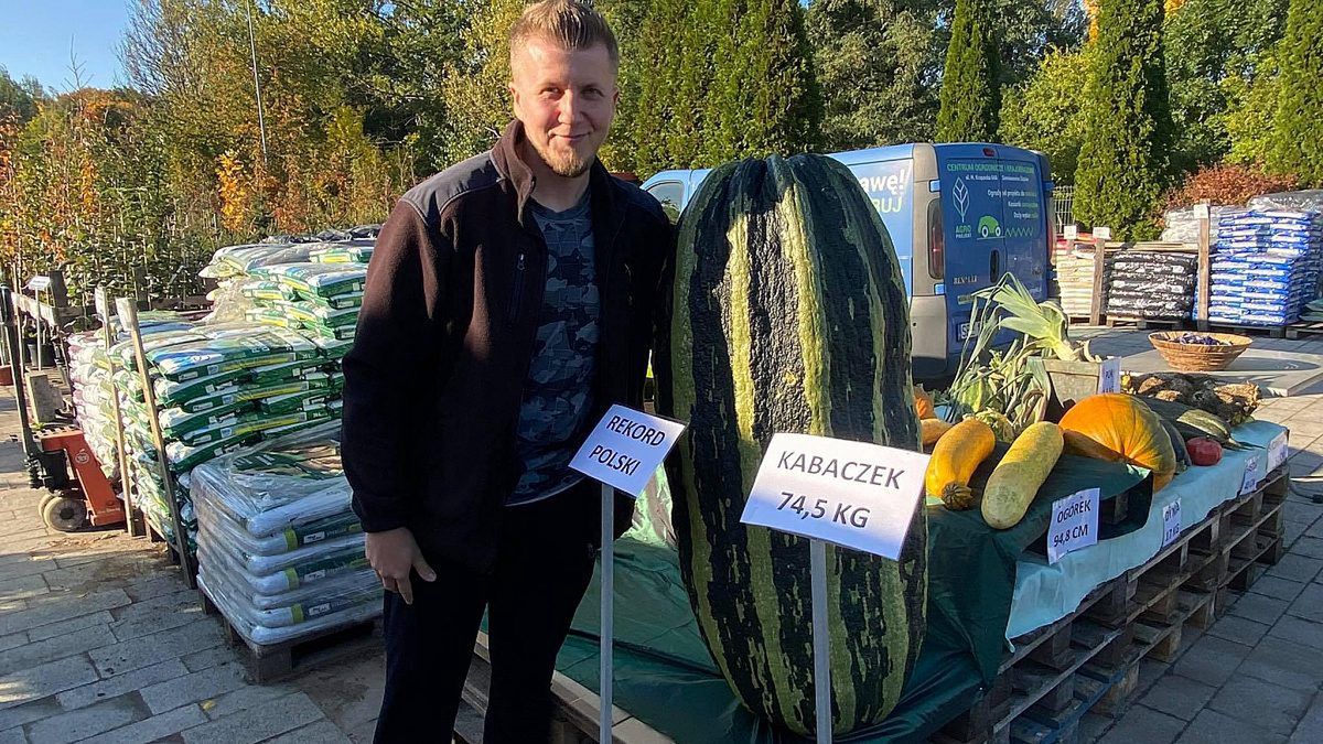 Kabaczek-gigant pochodzi z uprawy Pana Tomasza z Bytomia