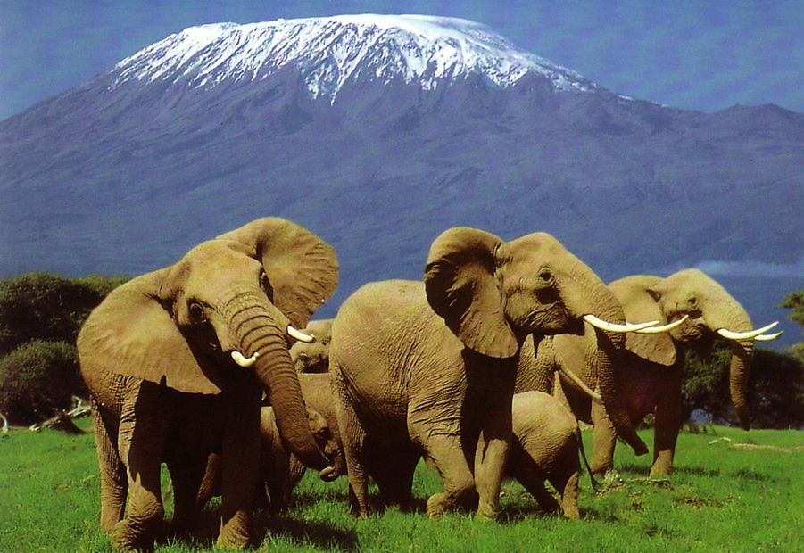 Park narodowy Amboseli w Kenii (Fot. GetInTravel.com)
