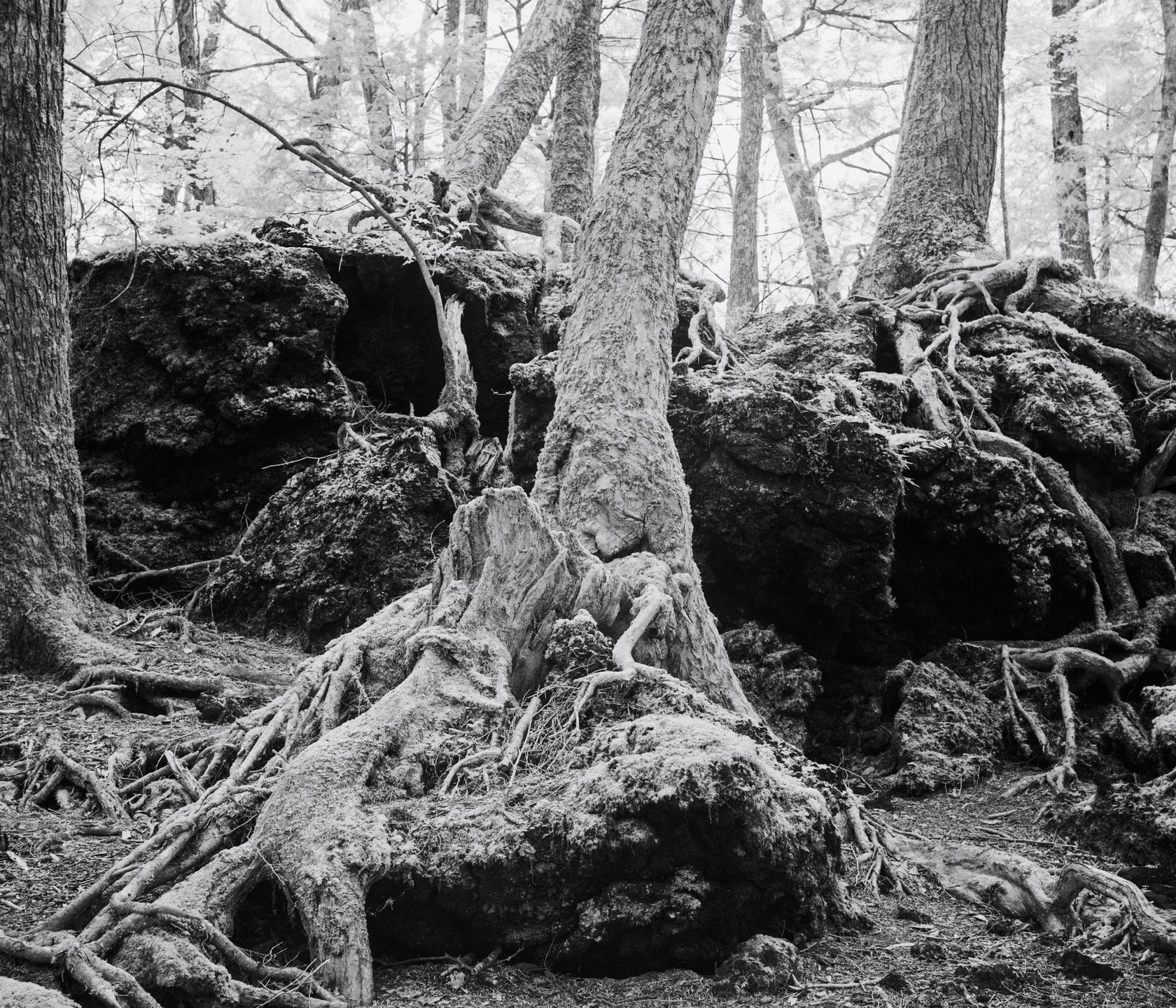 Tomasz Lazar opowiada o swojej podróży do Aokigahara - japońskiego lasu samobójców 8