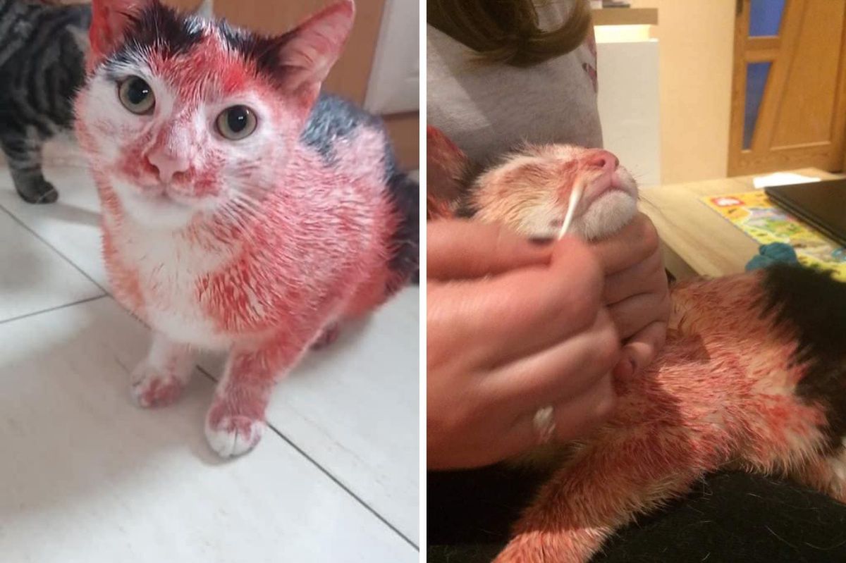 Pomalowali kota czerwonym sprayem. Zdjęcie z profilu Łukasza Litewki 