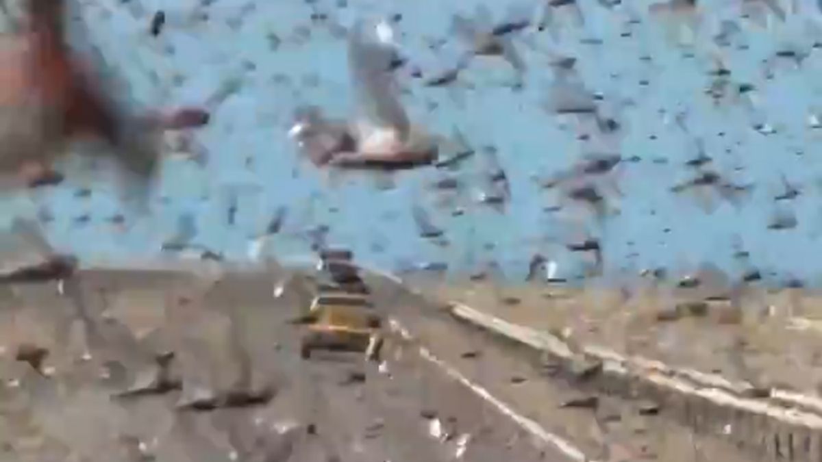 Plaga szarańczy w Saharze Zachodniej