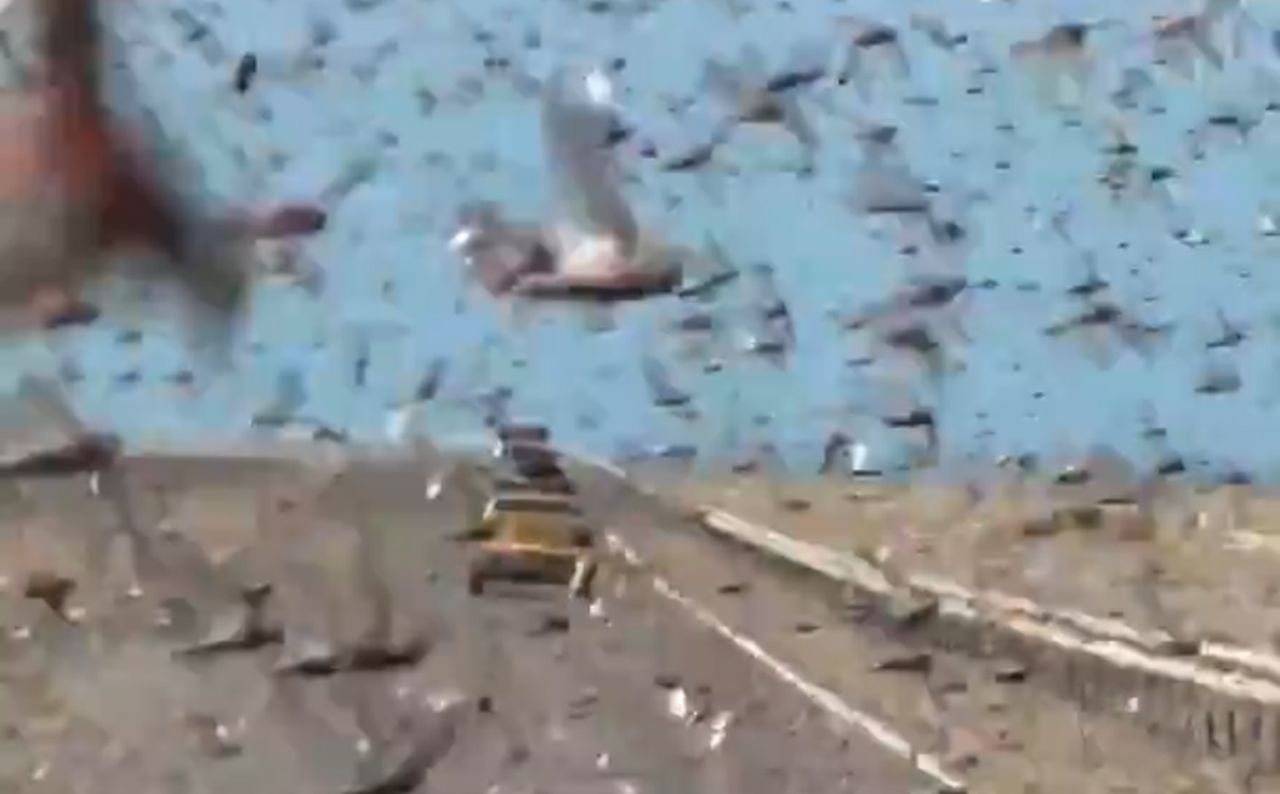 Biblijne obrazki w Saharze. Dopadła ich plaga