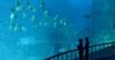 Singapur: największe oceanarium na świecie