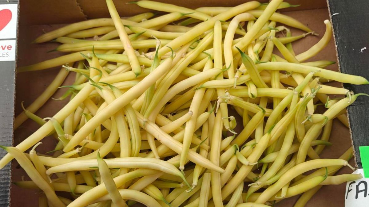 Polska fasolka szparagowa pojawiła się w sklepach