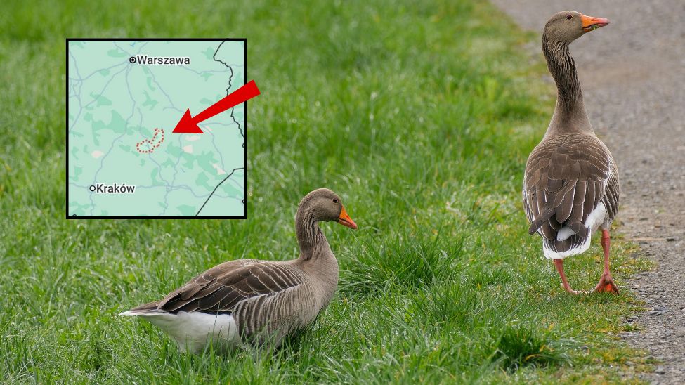 Przypadek ptasiej krypy w powiecie opatowskim