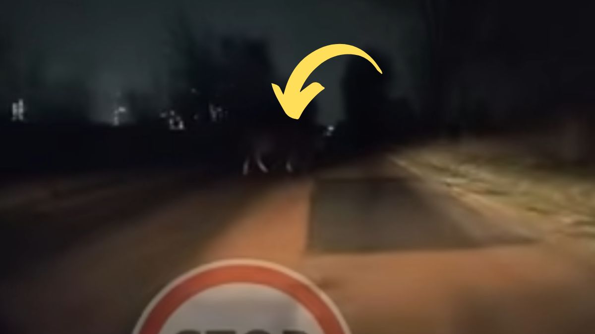 Niecodzienny gość przeszedł ulicą Kuźnicką w Policach