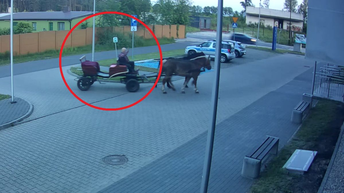 Pijany woźnica pod komendą