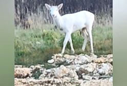 Biała łania na wyciągnięcie ręki. Bliskie spotkanie z rzadkim okazem
