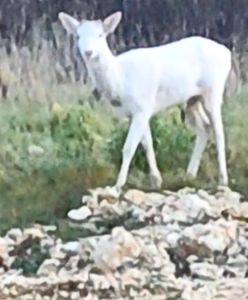 Biała łania na wyciągnięcie ręki. Bliskie spotkanie z rzadkim okazem