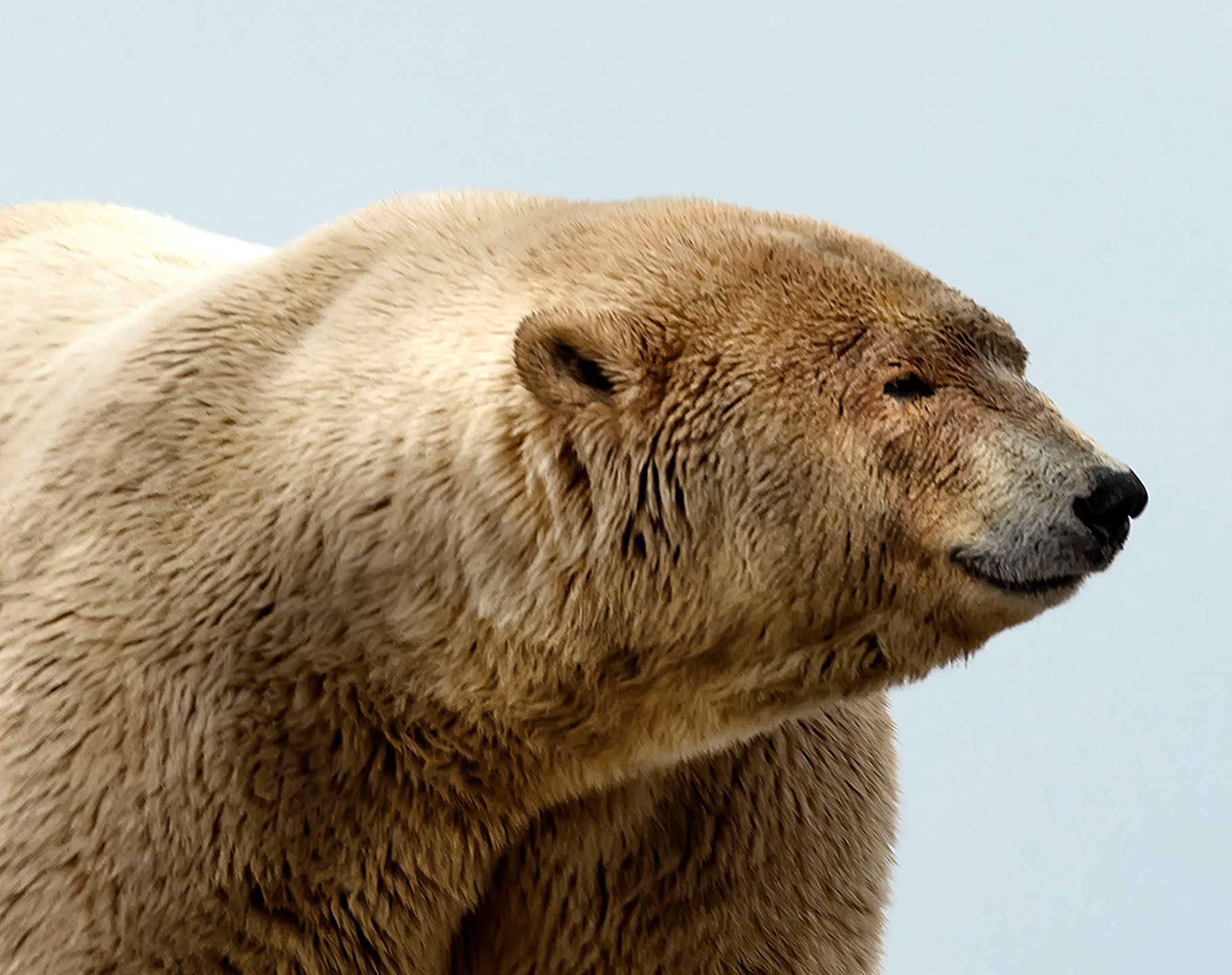 Gruby Albert na zdjęciach. To najgrubszy niedźwiedź polarny na Alasce 3