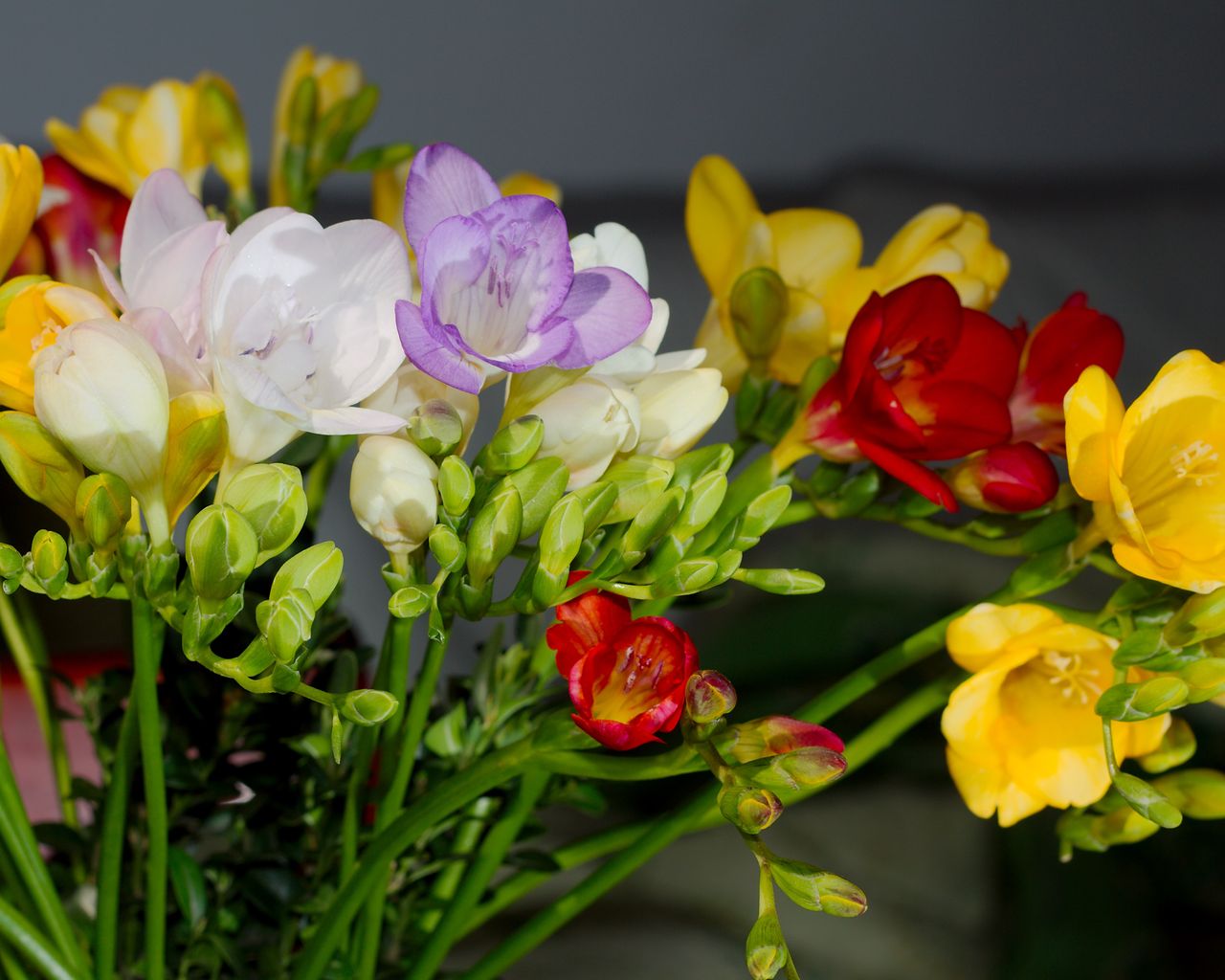 Freesias