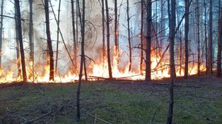 Pożar lasu pod Warszawą. W akcji 8 zastępów straży pożarnej