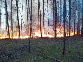 Pożar lasu pod Warszawą. W akcji 8 zastępów straży pożarnej