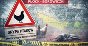Płock: Strefa zakażenia. Obowiązują nowe nakazy dla hodowców drobiu