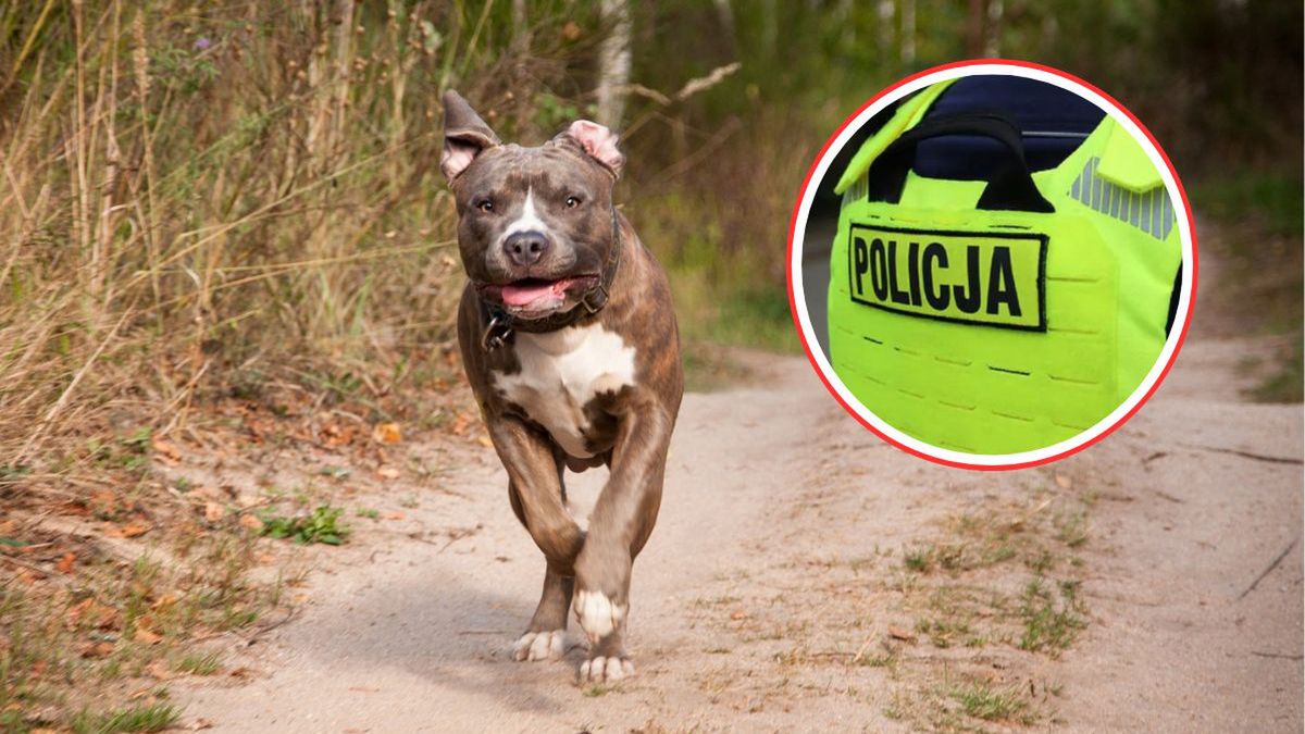 Kobieta pogryziona przez psa w Knurowie. Policja szuka właścicie