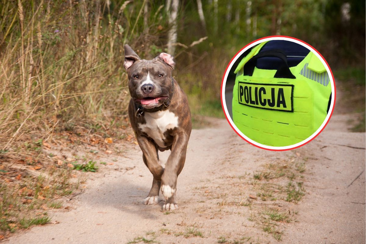 Pies bez kagańca pogryzł kobietę. Opiekunowie uciekli
