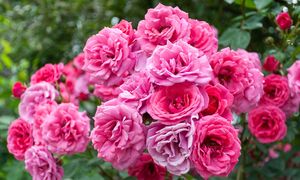 Sekrety podlewania róż – czego większość działkowców nie wie