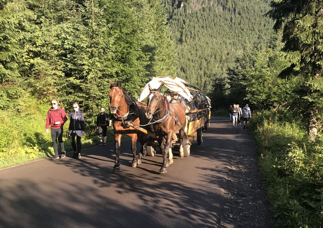 Fasiągi dowożą turystów nad Morskie Oko 