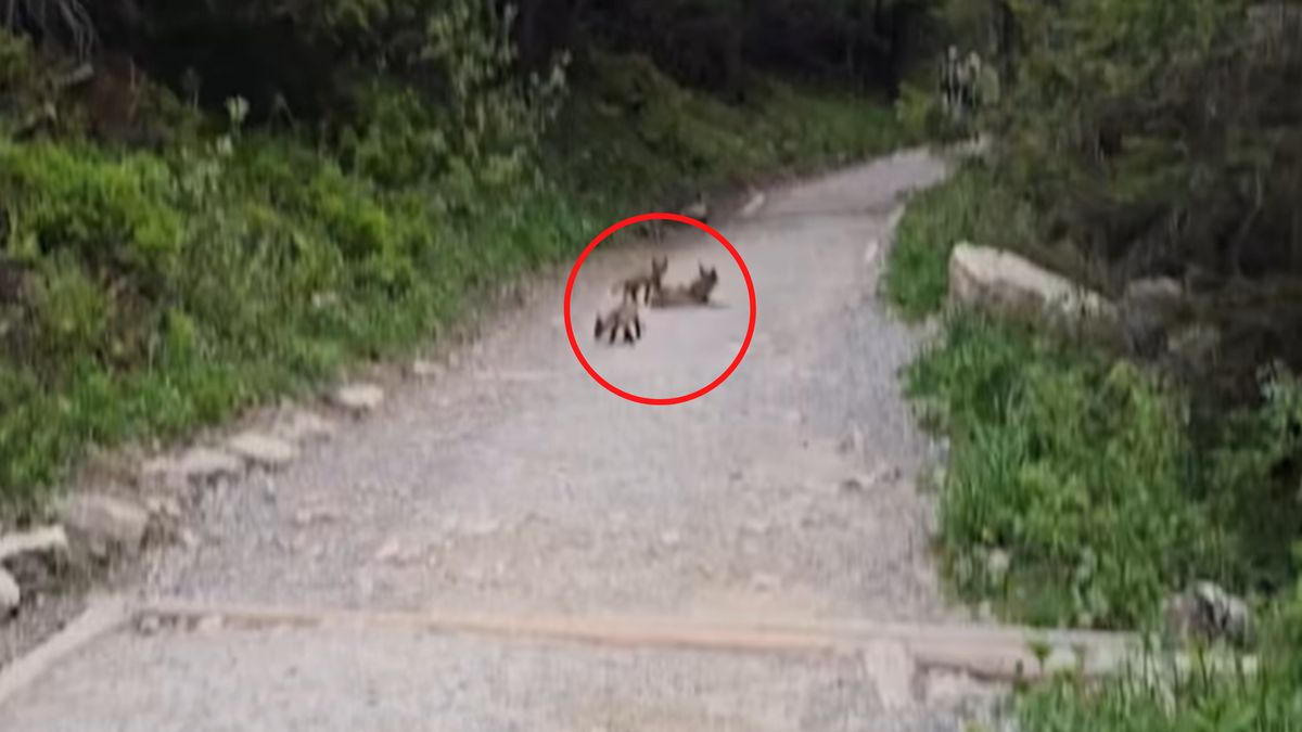 Lisy na tatrzańskim szlaku.