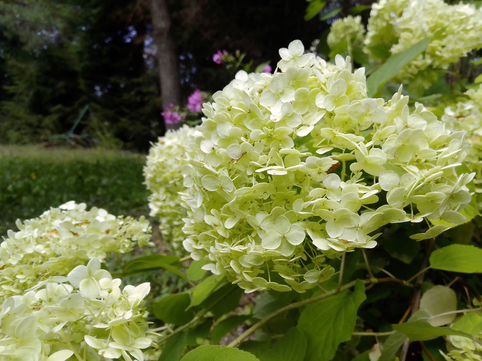 MyPhone Pocket Pro. Genialny smartfon za 500 zł, który zaskoczył mnie... wszystkim 6