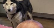 Husky i dziecko mają własny język. Nagranie stało się hitem sieci
