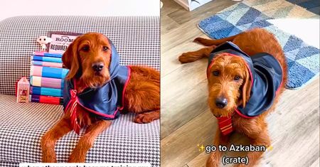 Nauczyła psa zaklęć z "Harry'ego Pottera". Psi czarodziej jest hitem TikToka
